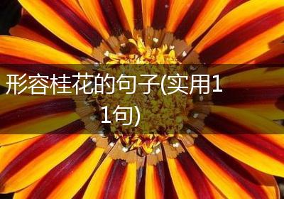 形容桂花的句子(实用11句)