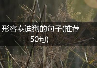 形容泰迪狗的句子(推荐50句)