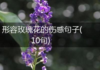 形容玫瑰花的伤感句子(10句)