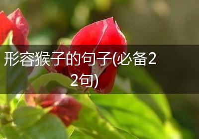 形容猴子的句子(必备22句)
