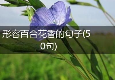 形容百合花香的句子(50句)