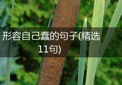 形容自己蠢的句子(精选11句)