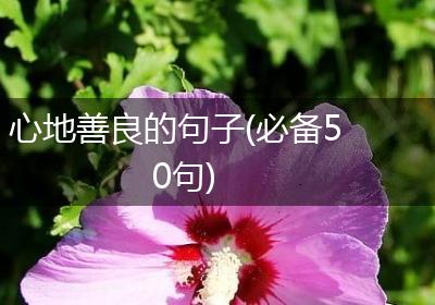 心地善良的句子(必备50句)