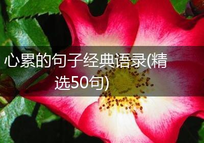 心累的句子经典语录(精选50句)