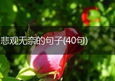 悲观无奈的句子(40句)
