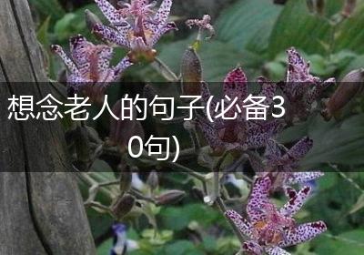 想念老人的句子(必备30句)