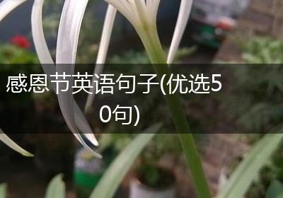 感恩节英语句子(优选50句)
