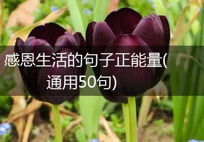 感恩生活的句子正能量(通用50句)