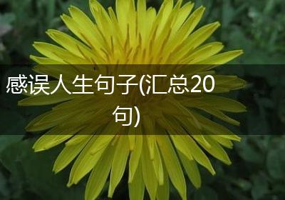 感误人生句子(汇总20句)