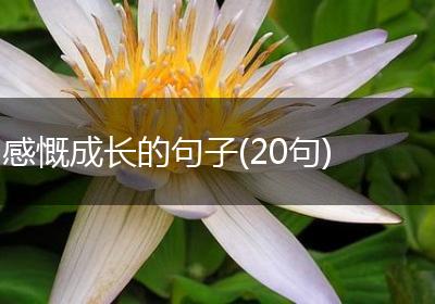 感慨成长的句子(20句)