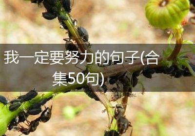 我一定要努力的句子(合集50句)