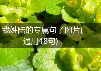 我姓陆的专属句子图片(通用48句)