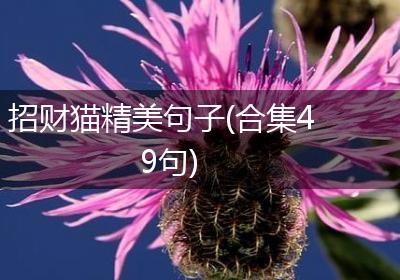 招财猫精美句子(合集49句)