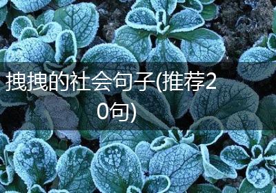 拽拽的社会句子(推荐20句)