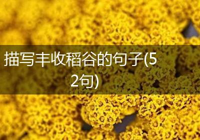 描写丰收稻谷的句子(52句)