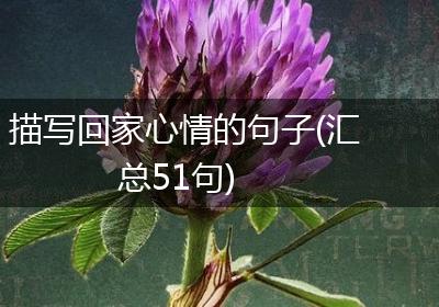 描写回家心情的句子(汇总51句)
