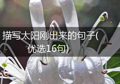描写太阳刚出来的句子(优选16句)