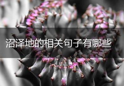 沼泽地的相关句子有哪些