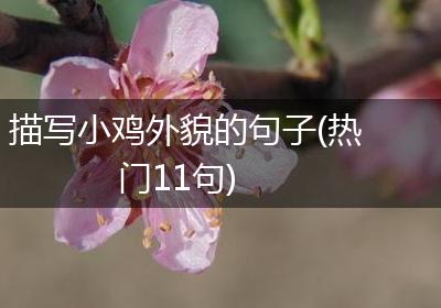 描写小鸡外貌的句子(热门11句)