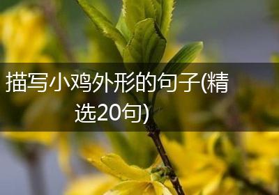 描写小鸡外形的句子(精选20句)