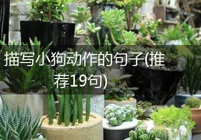 描写小狗动作的句子(推荐19句)
