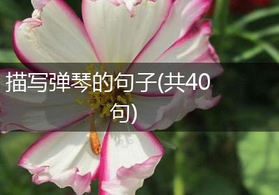 描写弹琴的句子(共40句)
