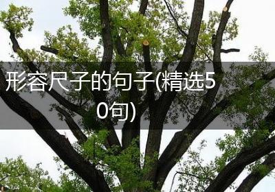 形容尺子的句子(精选50句)