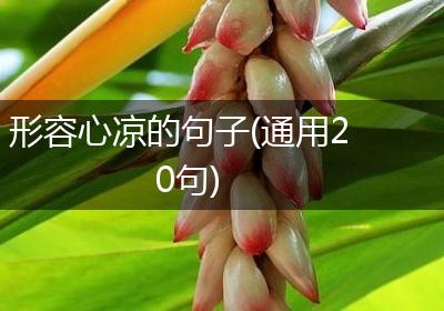 形容心凉的句子(通用20句)