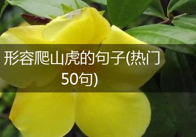 形容爬山虎的句子(热门50句)