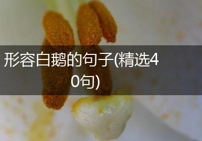 形容白鹅的句子(精选40句)