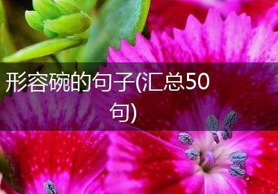 形容碗的句子(汇总50句)