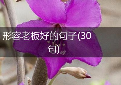 形容老板好的句子(30句)