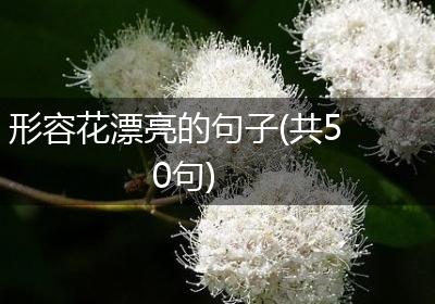形容花漂亮的句子(共50句)
