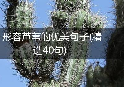 形容芦苇的优美句子(精选40句)