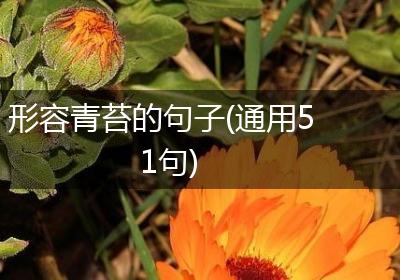 形容青苔的句子(通用51句)