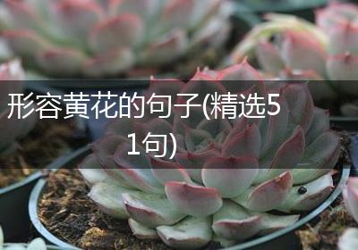 形容黄花的句子(精选51句)