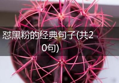 怼黑粉的经典句子(共20句)