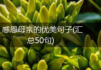 感恩母亲的优美句子(汇总50句)
