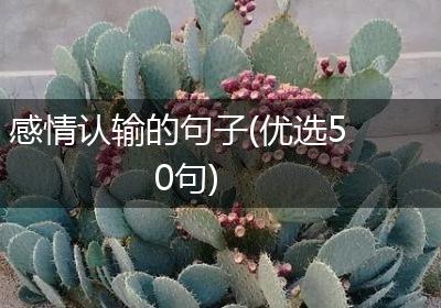 感情认输的句子(优选50句)