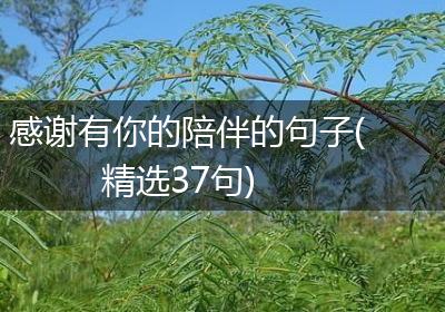 感谢有你的陪伴的句子(精选37句)
