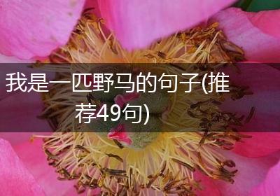 我是一匹野马的句子(推荐49句)