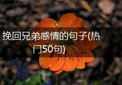 挽回兄弟感情的句子(热门50句)