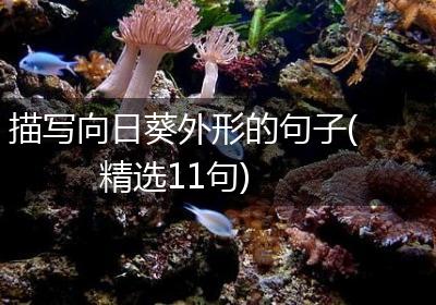 描写向日葵外形的句子(精选11句)