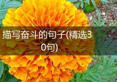 描写奋斗的句子(精选30句)