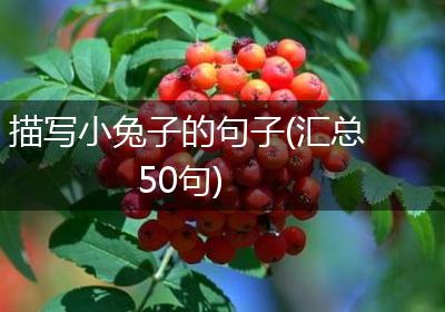 描写小兔子的句子(汇总50句)