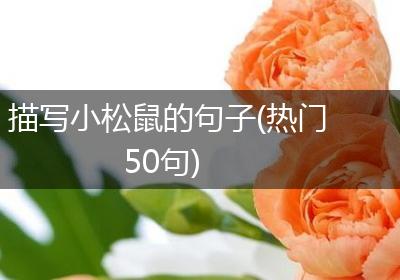 描写小松鼠的句子(热门50句)