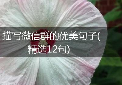 描写微信群的优美句子(精选12句)