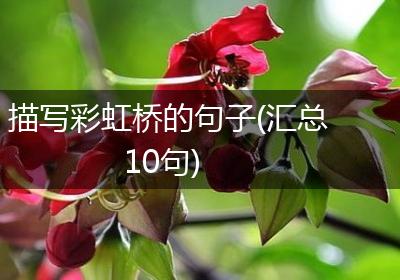 描写彩虹桥的句子(汇总10句)