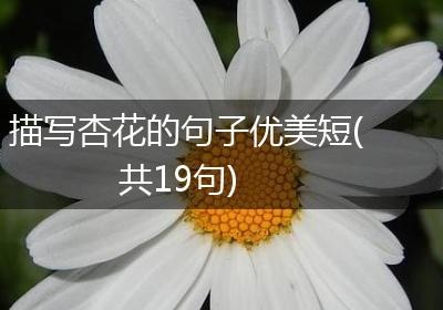 描写杏花的句子优美短(共19句)