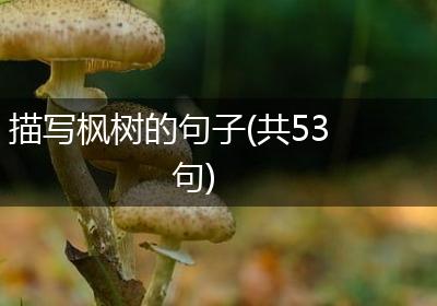 描写枫树的句子(共53句)